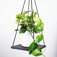 哈兰德在曼城比赛中庆祝进球的瞬间